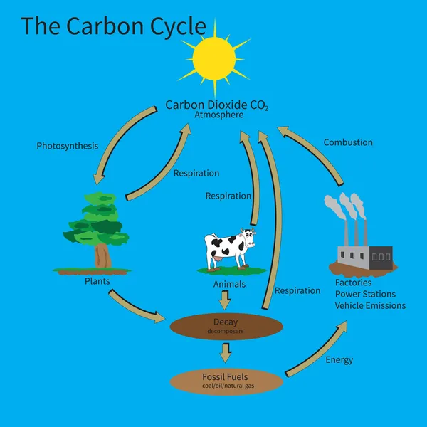 El Ciclo del Carbono — Archivo Imágenes Vectoriales