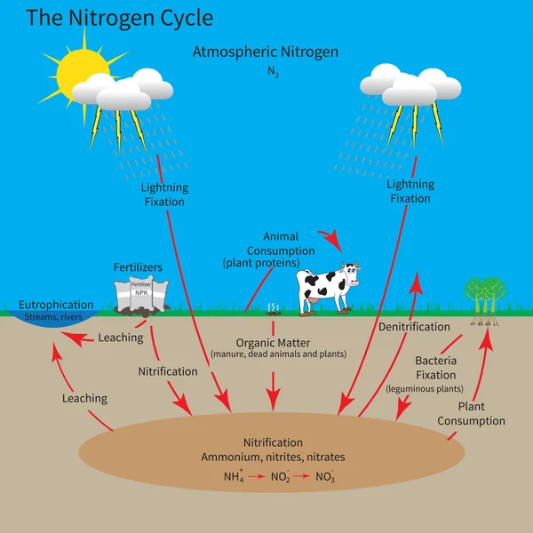 El ciclo del nitrógeno — Archivo Imágenes Vectoriales