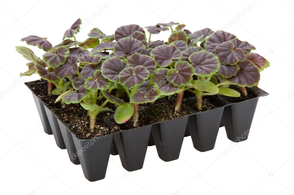 Gernaium plants in seed tray ready for potting up Stock Photo by