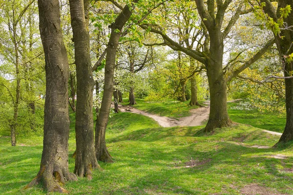 Promenade dans les bois à travers le champ de bataille Hill 60 près d'Ypres — Photo