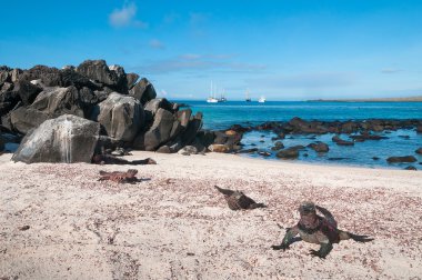 espanola Adası Galapagos deniz Iguanas