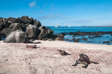 Galapagos marine iguanas on Espanola Island clipart
