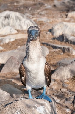 Blue-footed Booby clipart