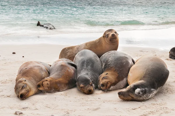 Basking Galapagos oroszlánfókák alszik a strandon — Stock Fotó