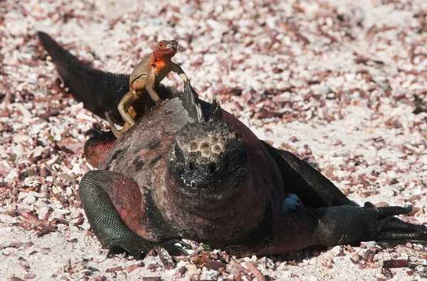 Galapagos iguana marina con lucertola lavica . — Foto Stock