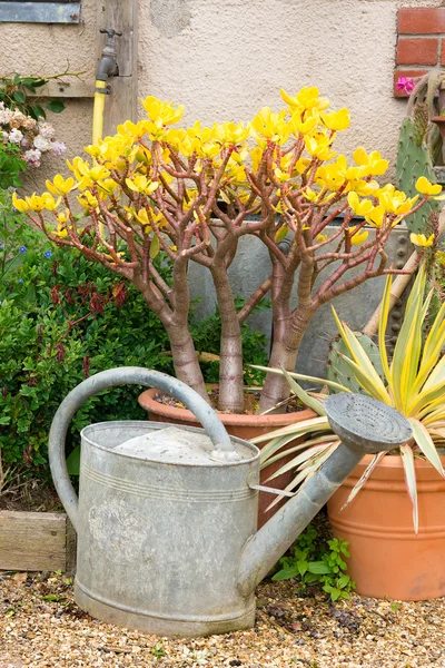 Zinc watering can — Stock Photo, Image