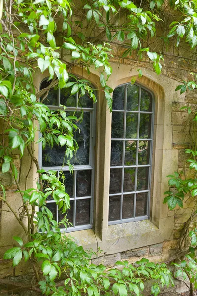 Stone window with climbing plants — Stock Photo, Image