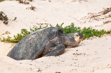 Egg laying Galapagos green turtle clipart