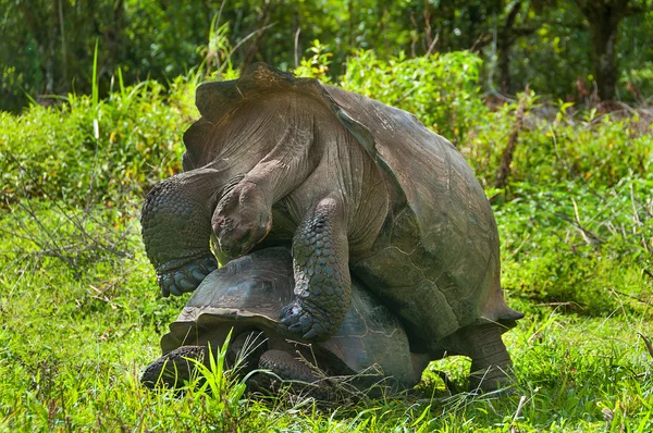 Maridaje tortugas gigantes — Foto de Stock