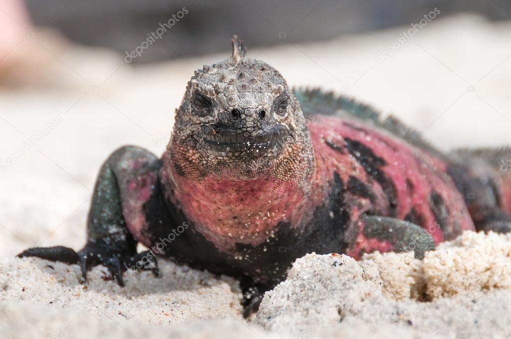 Closeup of Galapagos marine iguana