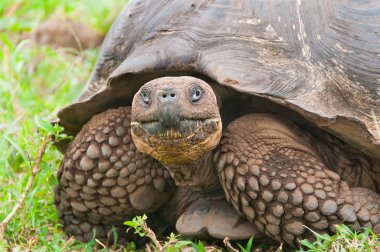 Galapagos dev kaplumbağa closeup içinde