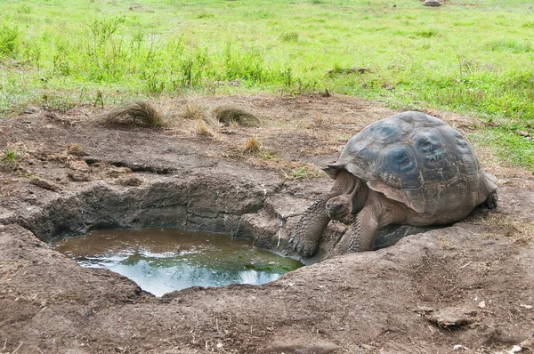 Galapagos adet kaplumbağa su arayışı — Stok fotoğraf