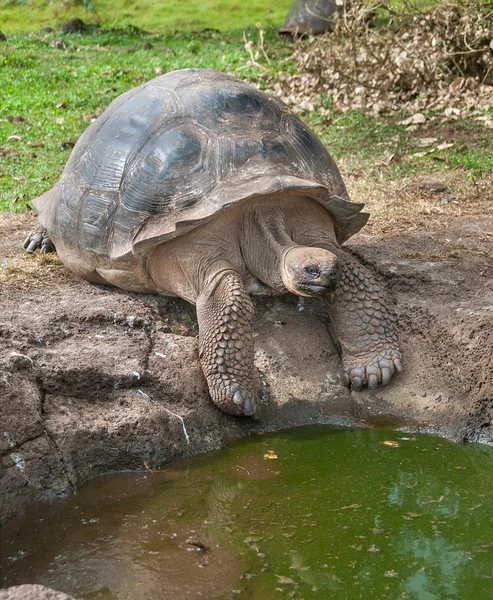 Galápagos Tartaruga gigante à procura de água — Fotografia de Stock