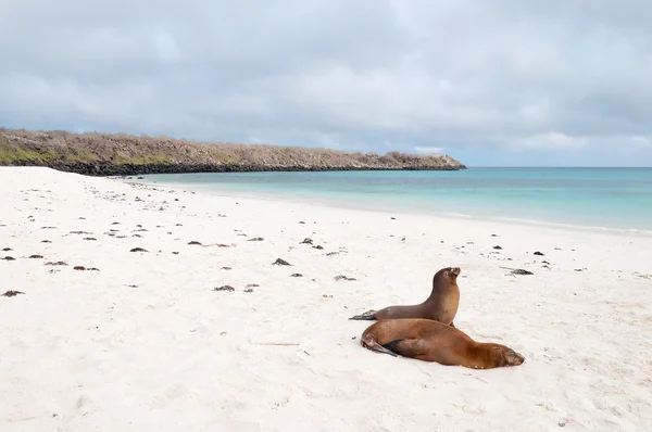 Пляжная сцена с двумя Галапагосскими морскими львами — стоковое фото