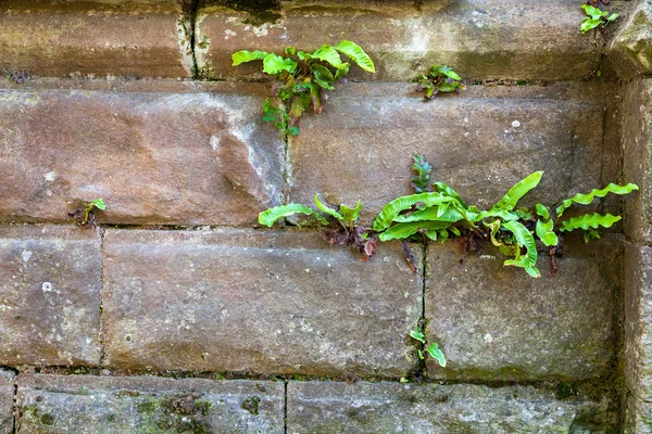 Parede com samambaias crescendo — Fotografia de Stock