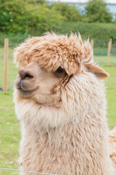 Solo alpaca mostrando su grueso vellón — Foto de Stock