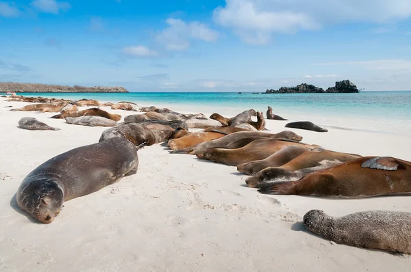 Sleeping sea lions Galapagos — Stock Photo, Image