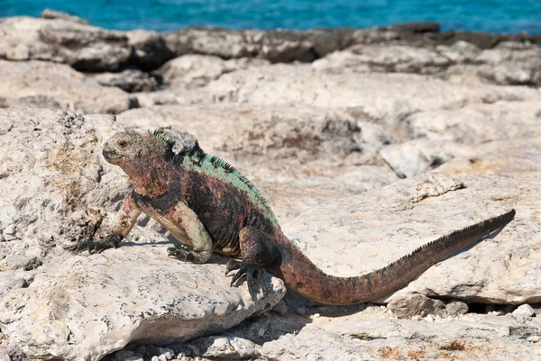 日差しの中でガラパゴスの海洋イグアナ — ストック写真