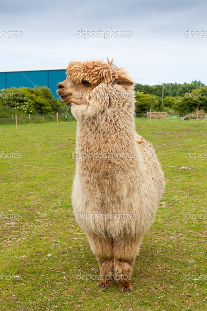 Single alpaca showing its thick fleece