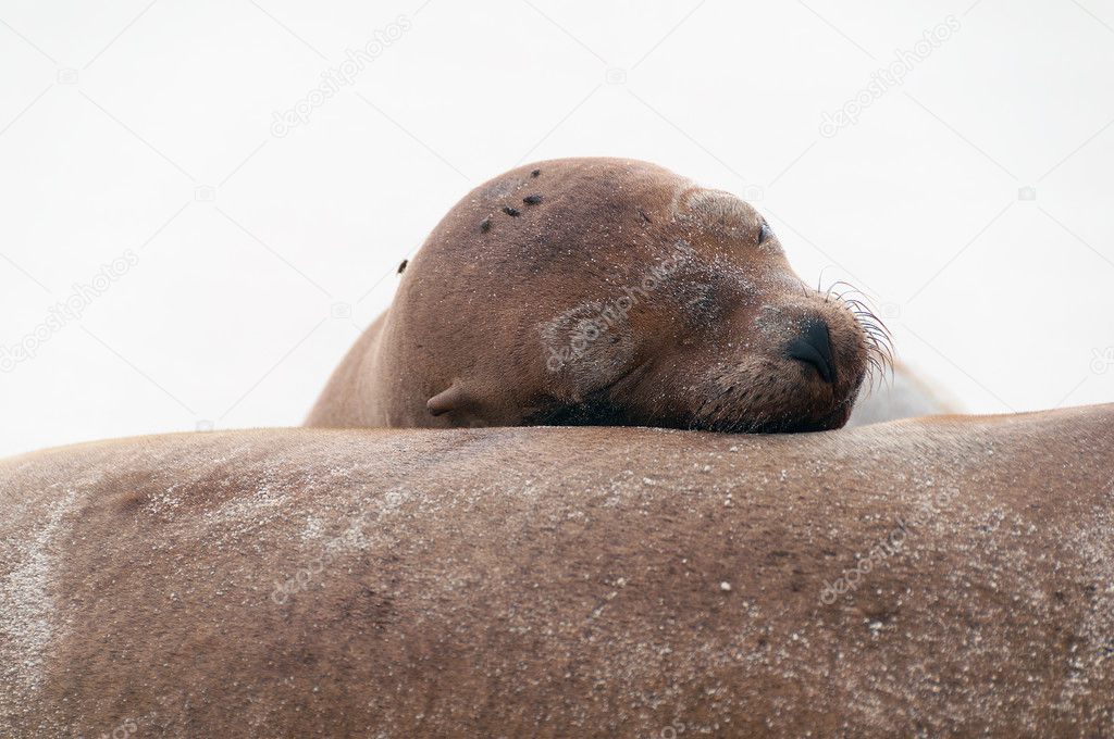 Sleeping sea-lion with head on another.