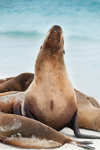 Galapagos sealion raising its head. — Stock Photo, Image