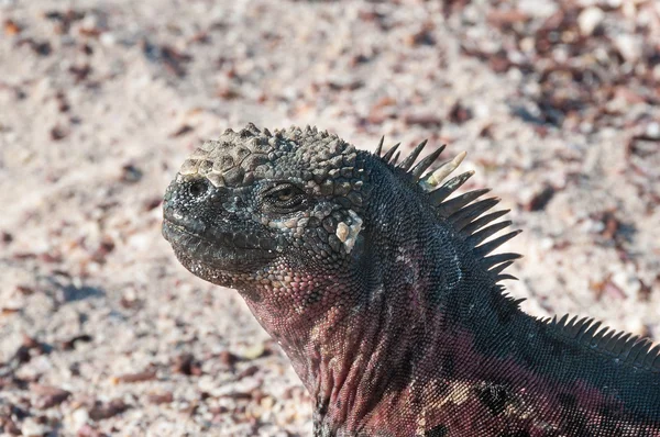 Chef d'un iguane marin des Galapagos — Photo