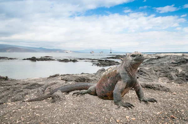 ビーチでガラパゴスの海洋イグアナ アラート — ストック写真