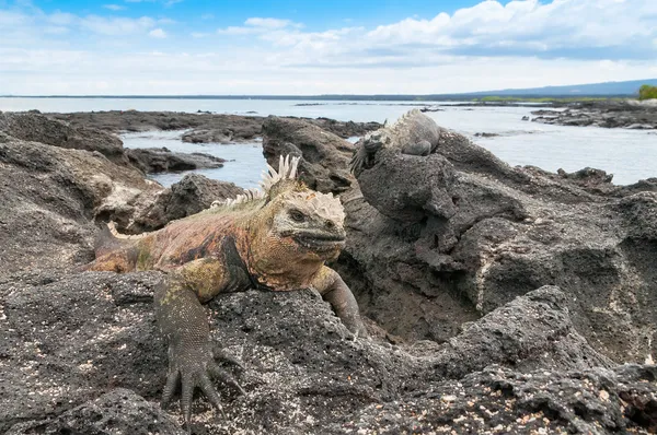 Iguane marin des Galapagos sur un affleurement rocheux — Photo