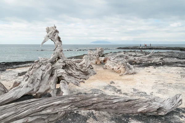 Галапагосские острова - ствол выветриваемого дерева — стоковое фото