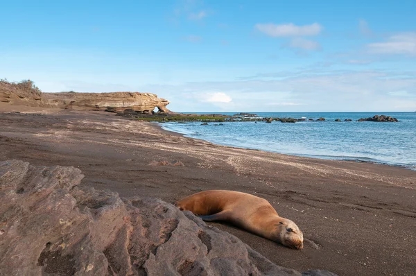 Bartolome island galapagos with sleeping sealion. — Stock Photo, Image