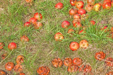 Düşeş elma zemin