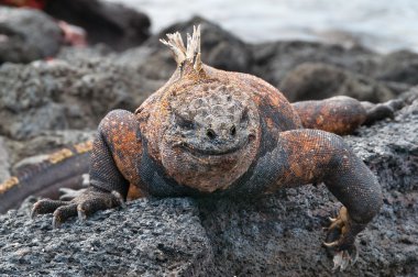 Kırmızı erkek deniz galapagos iguana