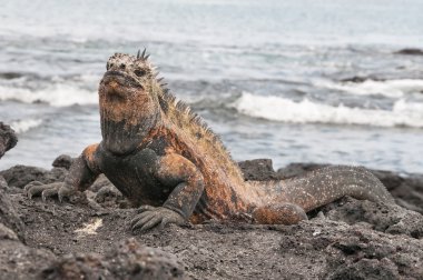 Kırmızı erkek deniz galapagos iguana