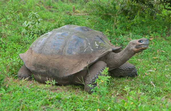 Obří Galapágy želvy. — Stock fotografie