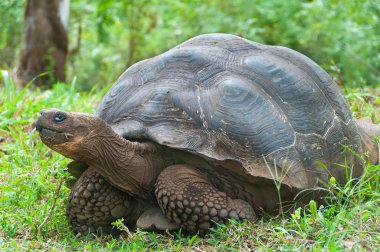 Giant Galapagos tortoise. clipart