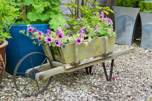 Trailing surfina Petunia's in een houten kruiwagen. — Stockfoto