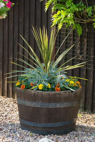 Oak barrel planted with cordyline shrub — Stock Photo, Image