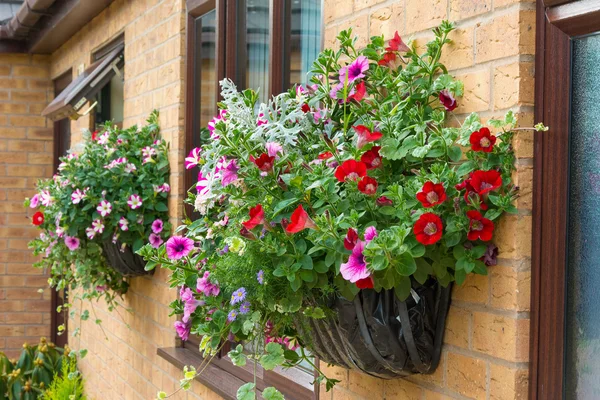 Sommaren sängkläder blommor i en vägg monterad korg. — Stockfoto