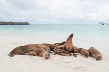 Grup galapagos deniz aslanları kumsalda uyuyor