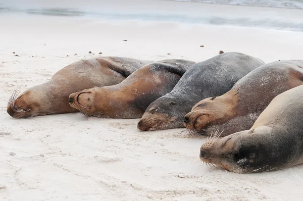 Gruppo di leoni marini delle Galapagos che dormono su una spiaggia — Foto Stock