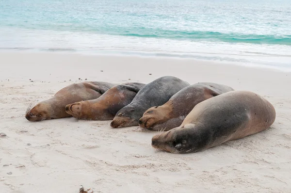 Grup galapagos deniz aslanları kumsalda uyuyor