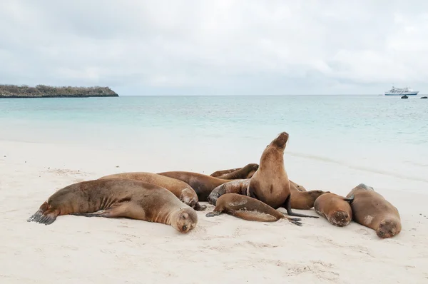 Grupo de lobos marinos de Galápagos durmiendo en una playa —  Fotos de Stock