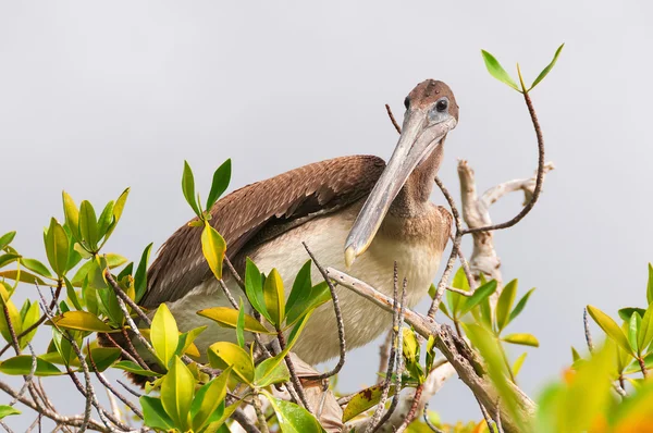 Brown pelican perching — Stock Photo, Image