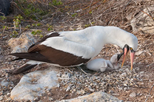 Galapagos nazca booby utfodring chick — Stockfoto
