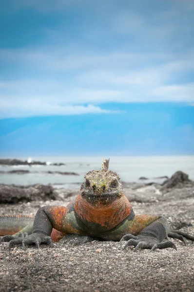 Galapagos deniz iguana yüzünde mavi gökyüzü arka plan