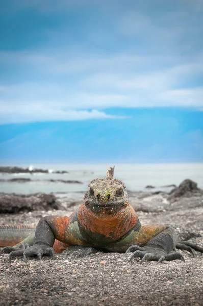Galapagos iguana marina faccia su con sfondo cielo blu — Foto Stock