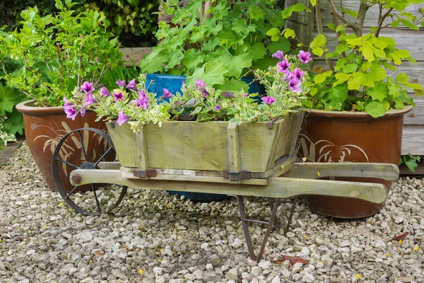 Wooden wheelbarrow containing trailing surfina petunia plants — Stock Photo, Image