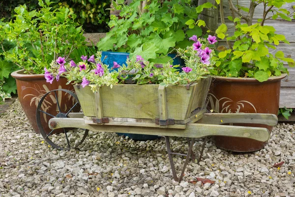 Carriola di legno contenente trailing surfina petunia piante — Foto Stock