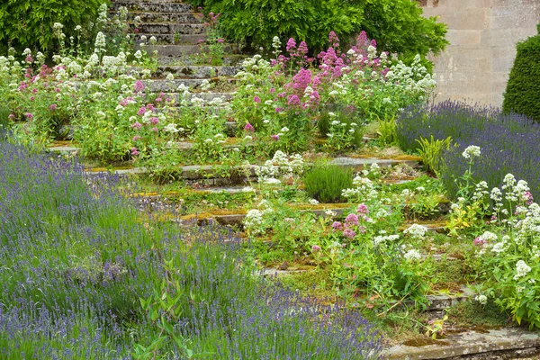 Stentrappan bevuxen med blommor — Stockfoto