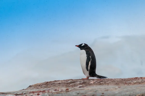 Одинокий пингвин в Антарктиде — стоковое фото